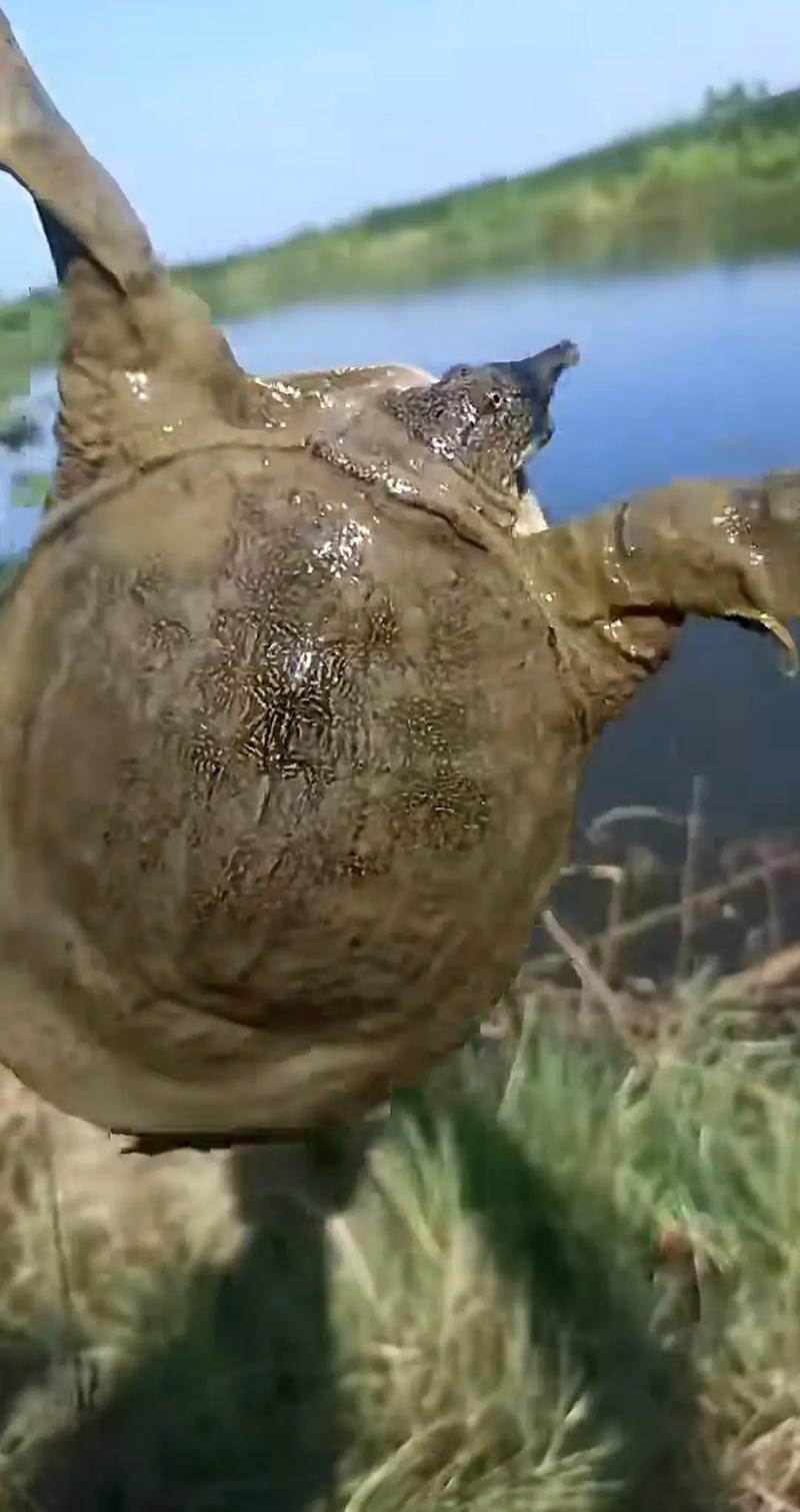 “老鳖”是什么生肖动物,鳖在十二生肖中指的是什么动物