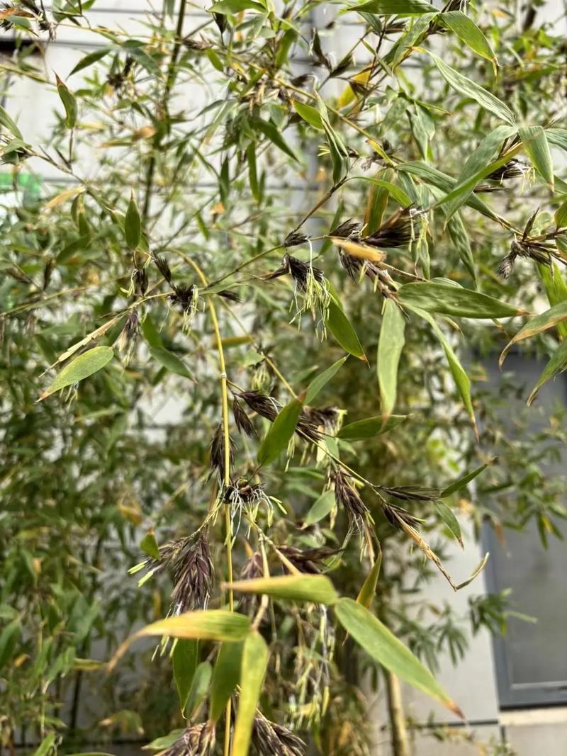 关于竹子开花好运来代表什么生肖的信息