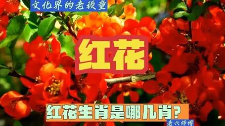 包含“梅雨时节三月春,枝上红花四处飞”打一准确动物生肖的词条