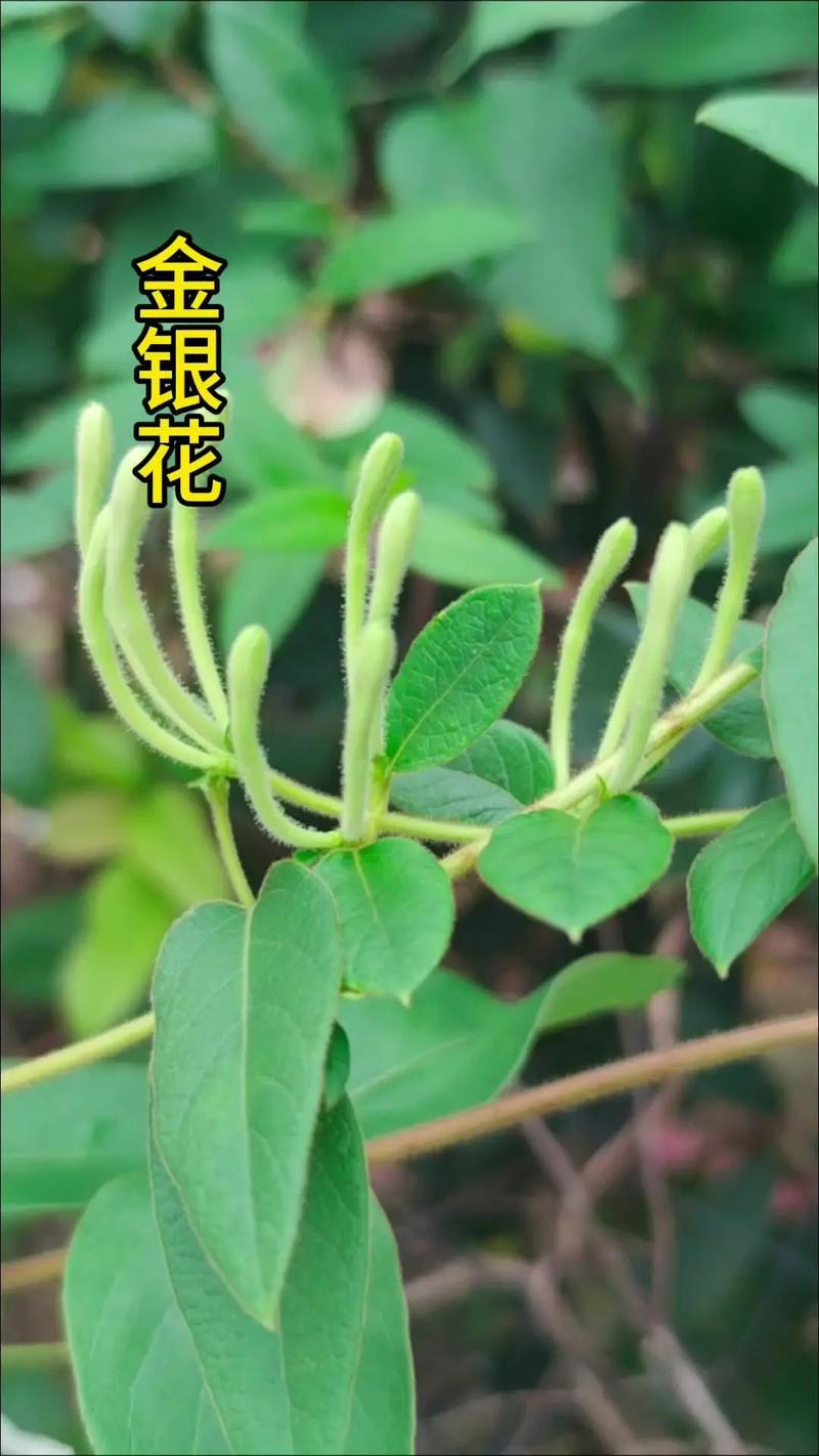 银花属什么生肖,银花在十二生肖中指什么花