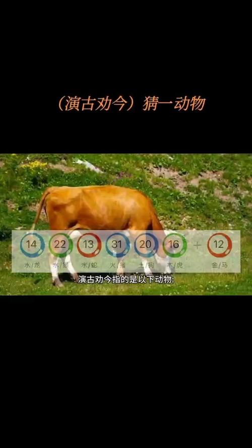 红兰今期有玄机的生肖是什么,红兰今期有玄机的生肖是什么动物