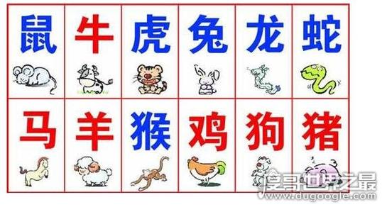 “排排站”打一动物生肖的简单介绍