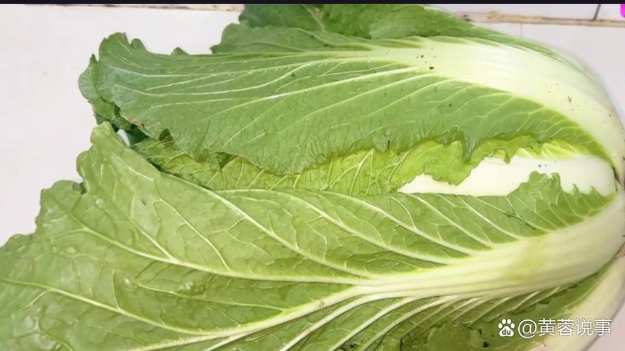 “光吃白菜叶”打一准确动物生肖,歇后语光吃白菜叶刘邦是什么意思怎么理解
