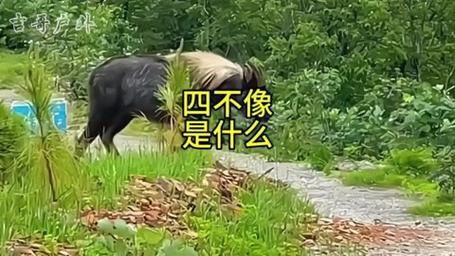 今期四不像一肖图今天,今期四不像一肖图动物144期19216801