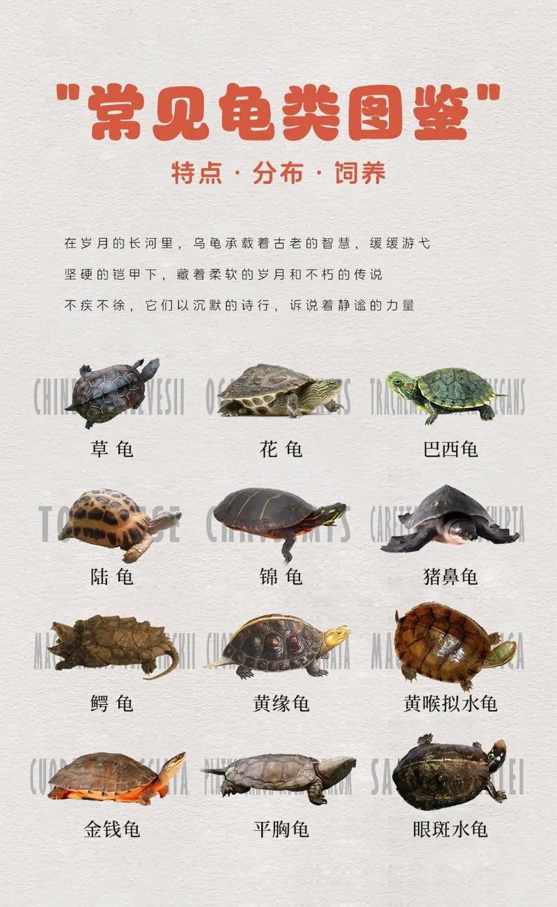 “乌龟”是代表哪个生肖,乌龟什么生肖乌龟是什么生肖