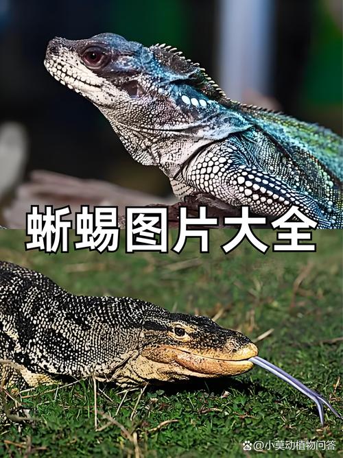 四条腿生肖最准确答案,四条腿的动物属于什么动物