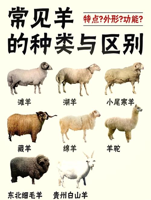 细羊足是什么生肖,细毛羊是哪个地区的