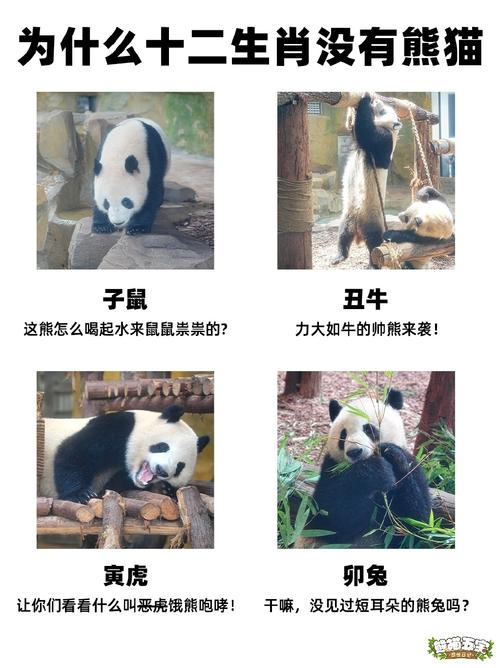 “熊猫”打一动物生肖,熊猫是十二生肖里什么动物