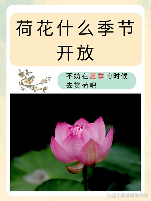 “不抢不夺，有違本性！九曲清流映荷花”代表什么生肖的简单介绍