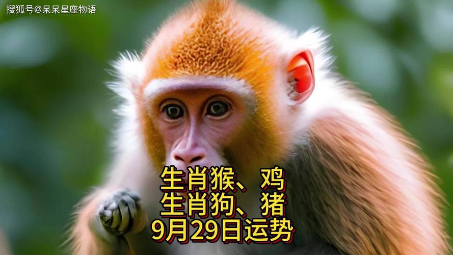 今期生肖鸡猴来打一个生肖是什么,三言二语话今期,今期生肖猴鸡来,认真考虑看五七