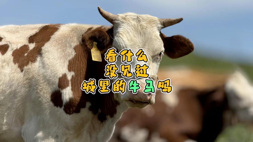 牛前马后无人知正确答案,牛前马后不用想是什么生肖