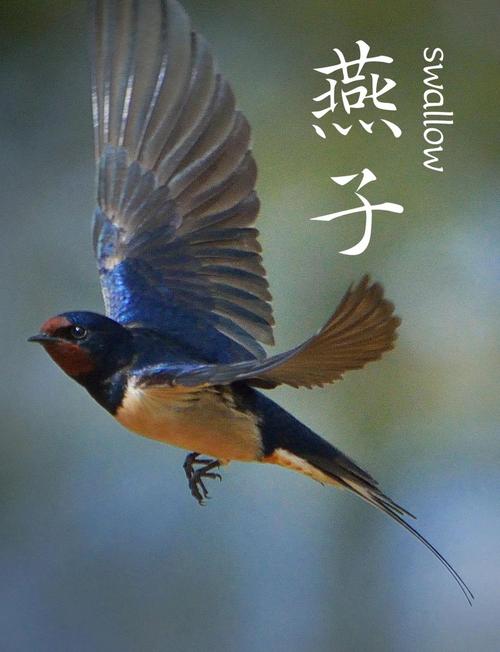 “小燕子”打一生肖是什么的简单介绍