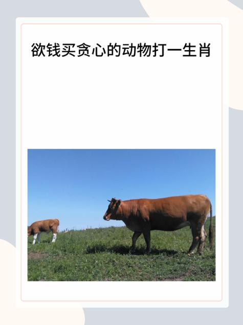 欲钱神奇的最佳生肖,欲钱神奇的最佳生肖是什么