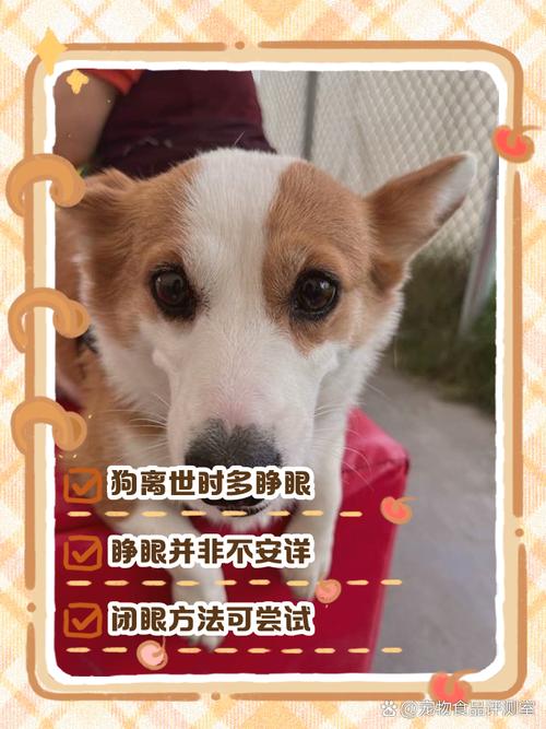 狗狗走了眼睛为什么没闭上,狗狗走的时候为什么没有闭眼