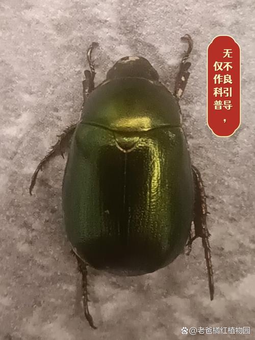 金龟子为什么叫死亡之虫,金龟子为什么叫死亡之虫呢