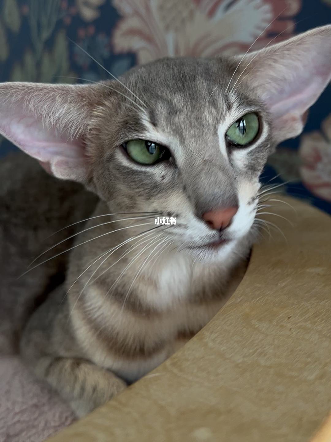 猫咪社区官网址一-猫咪社区app线上