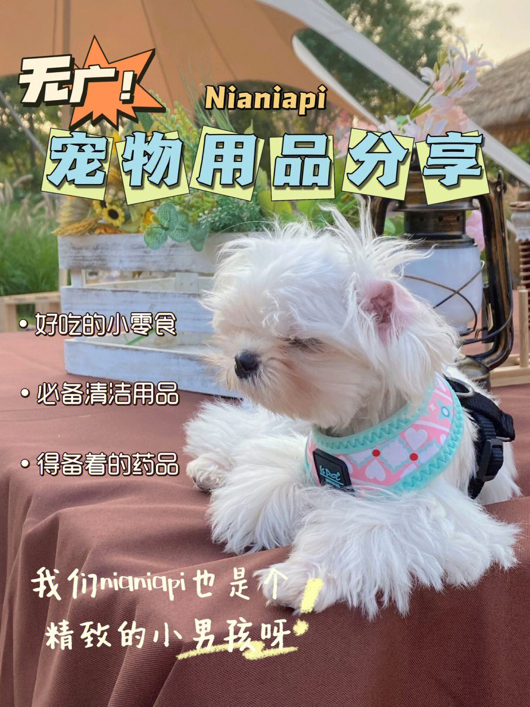 关于电报员nianianiania表情包的信息