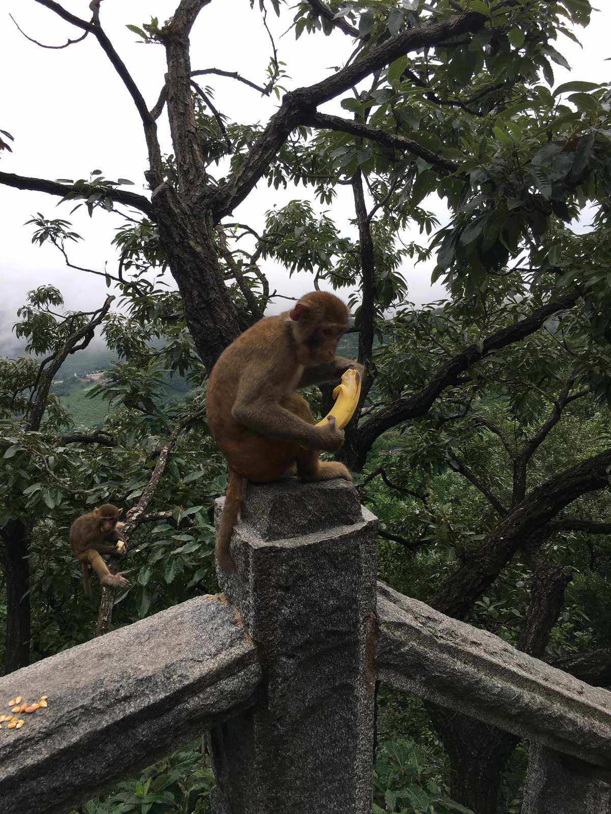 花果山电报猴-花果山电报猴表情包