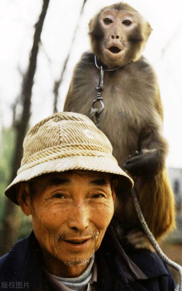西游记电报猴原版的简单介绍