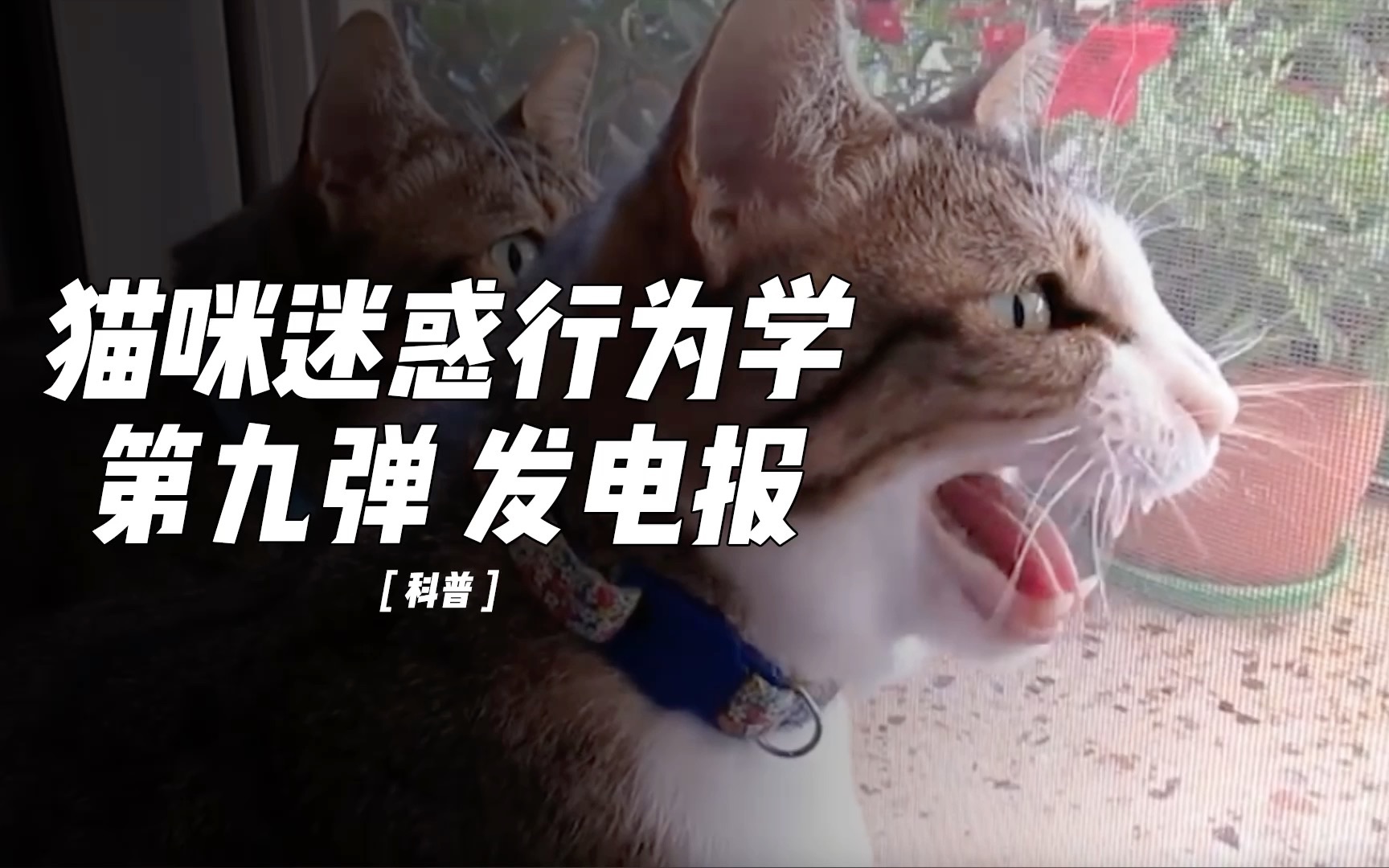 听到电报的声音-电报听到的是什么