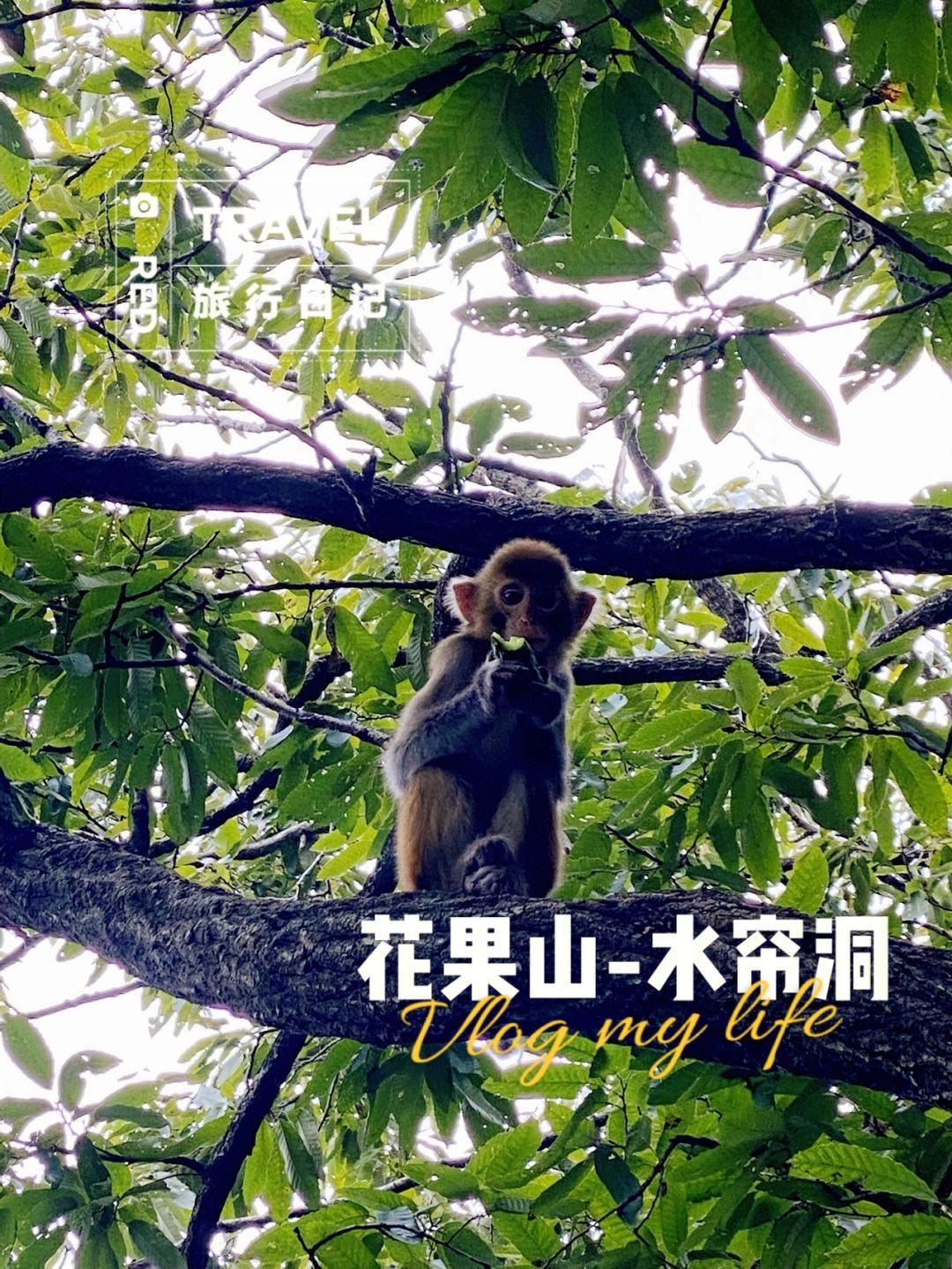 花果山电报猴视频无消音-花果山电报猴无和谐原视频
