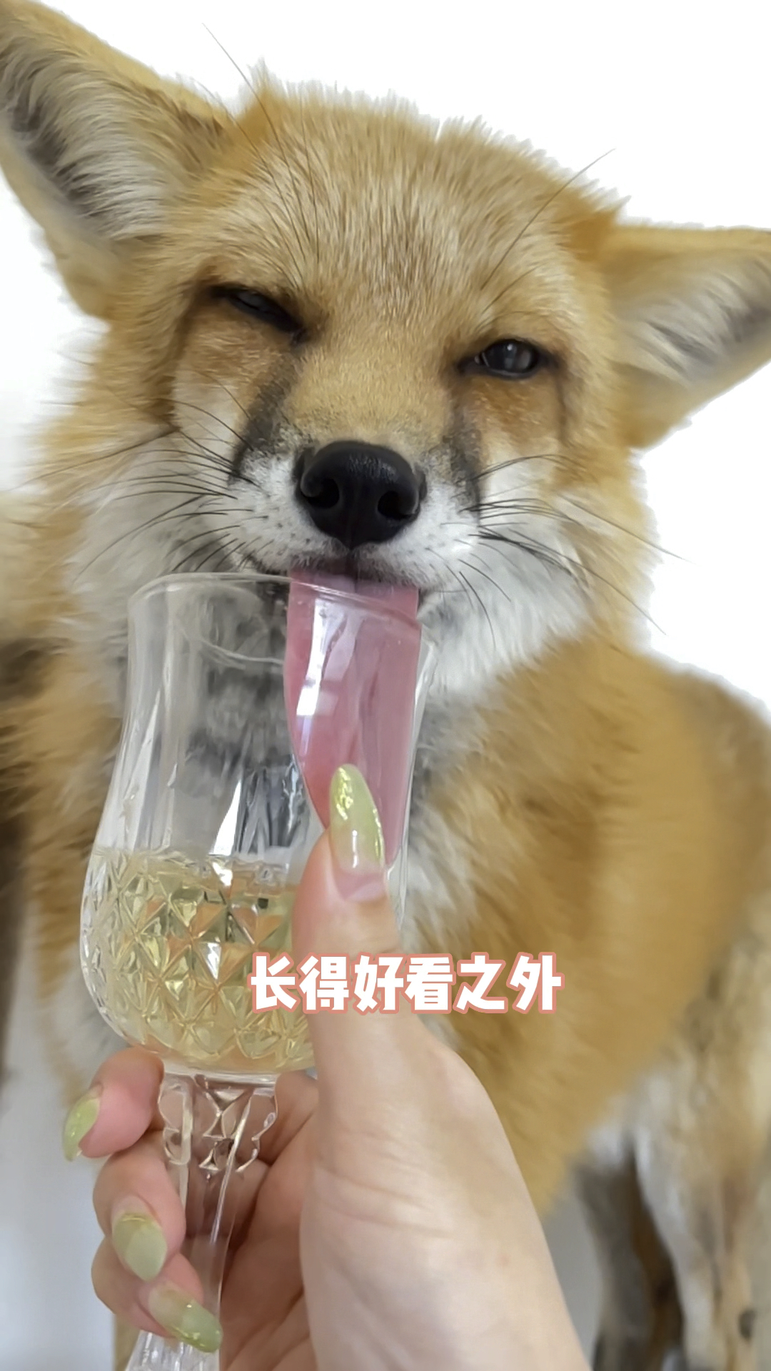 狐狸多-狐狸多钱一只啊