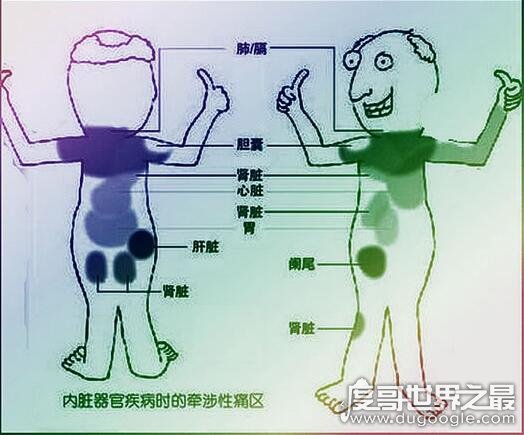 身体器官什么部位缩写是TG的简单介绍