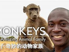 猴子电报员字幕-猴子电报员原视频