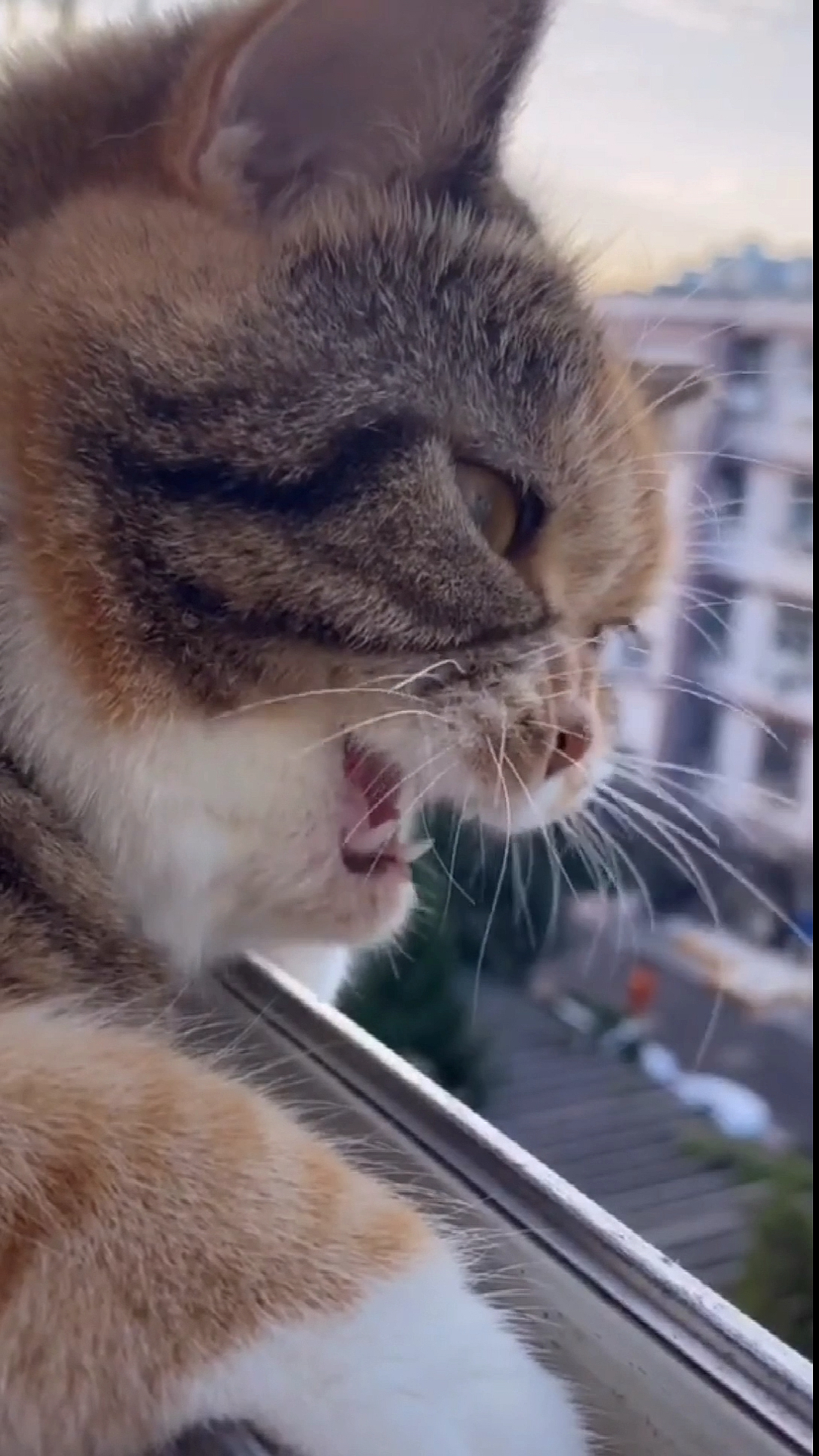 小猫发电报是什么意思-猫咪像发电报一样叫什么意思