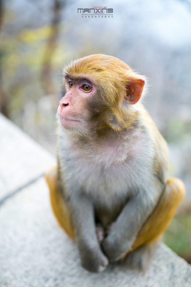 花果山电报猴视频-花果山电报员搞笑视频