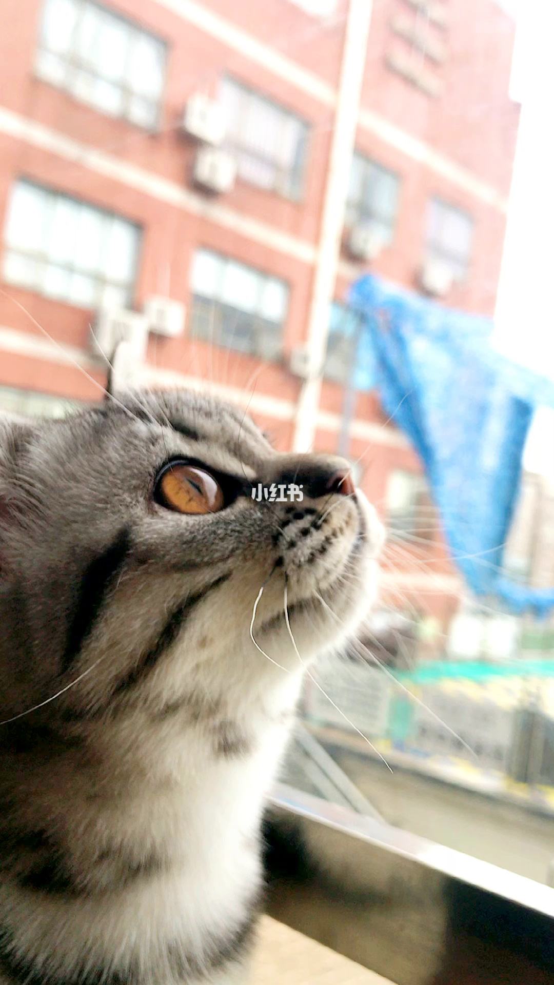 小猫发电报是什么意思-猫发电报的声音是什么情况