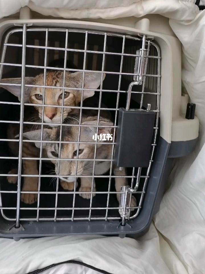 猫咪社区官网址一-猫咪社区 官网点击查看