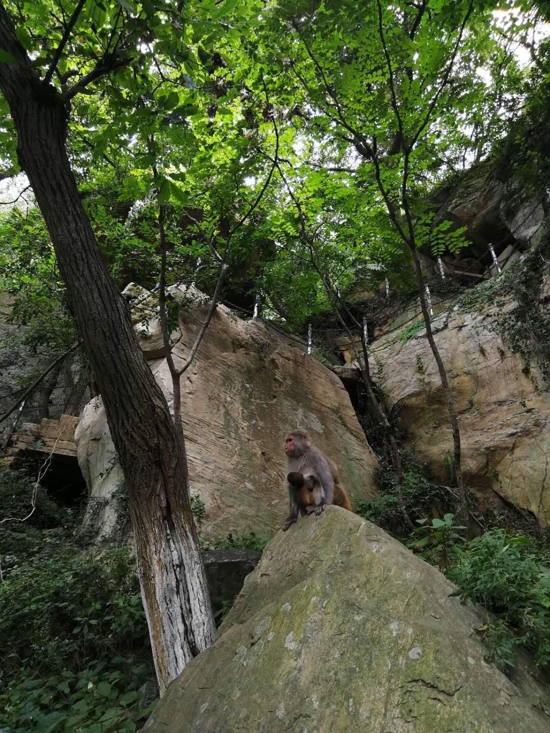 花果山电报猴-花果山电报猴未消音