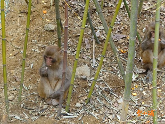 电报猴你看你长得那B样原声-电报猴你看你长得那b样原视频无消音