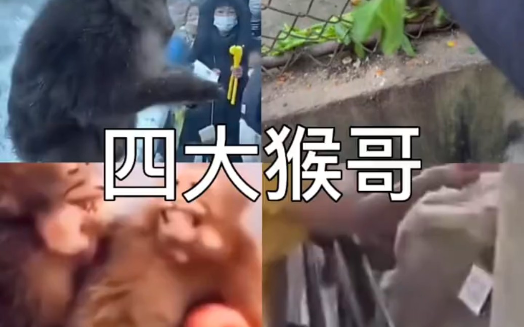 关于电报猴完整录音没有缺的的信息