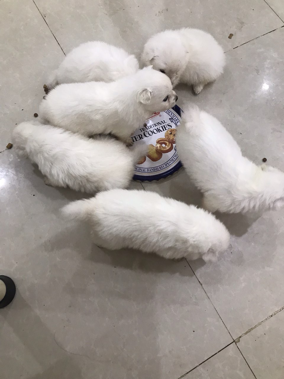 狐狸能卖吗-卖狐狸违法吗