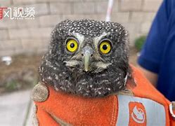 包含猫头鹰电报员表情包的词条