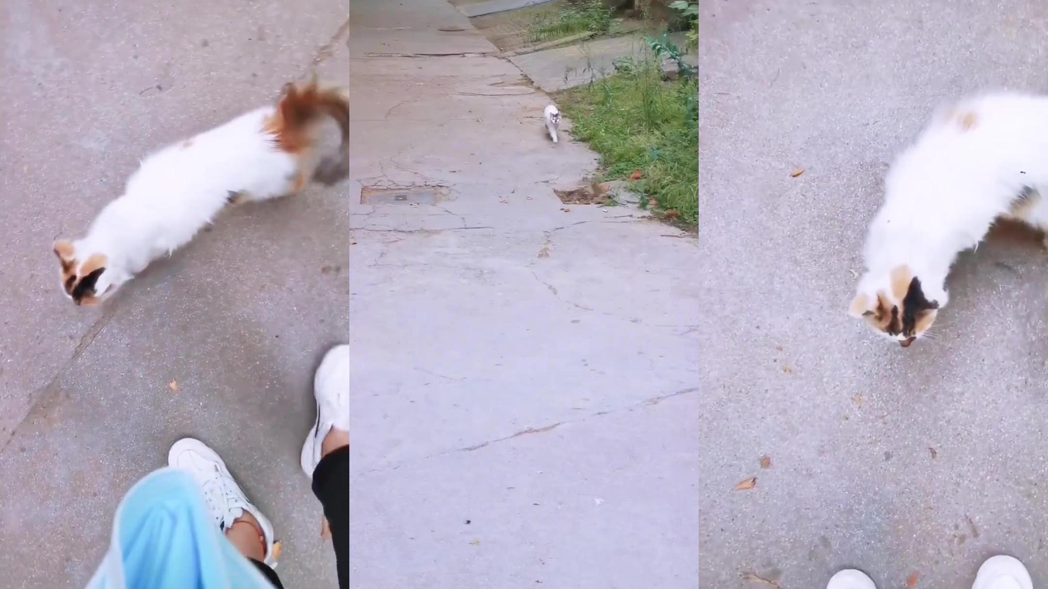 电报猴口吐芬芳无消音的简单介绍
