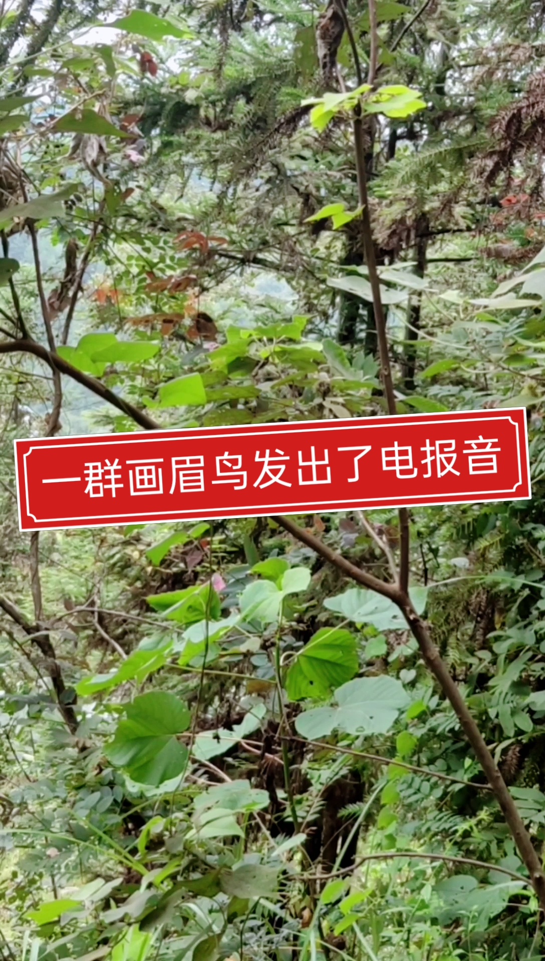 电报猴子骂人视频的简单介绍