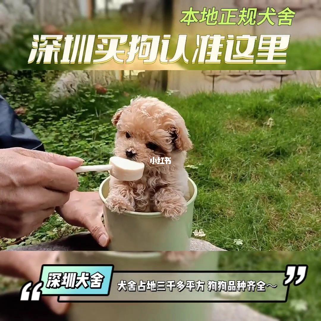 购买狗狗的正规平台-购买狗狗的正规平台有哪些