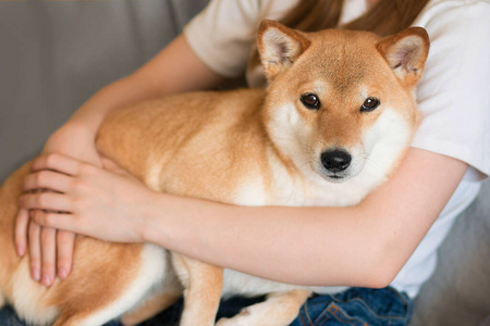 shibainu-shibainu币