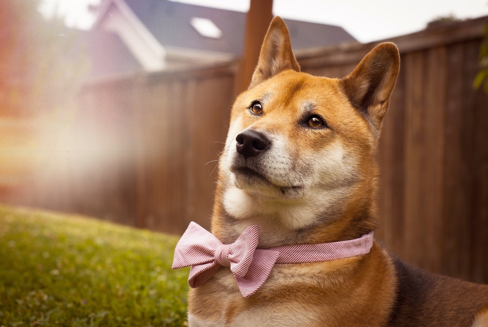 shibainu-shibainu币