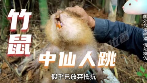 电报员口吐芬芳原声的简单介绍