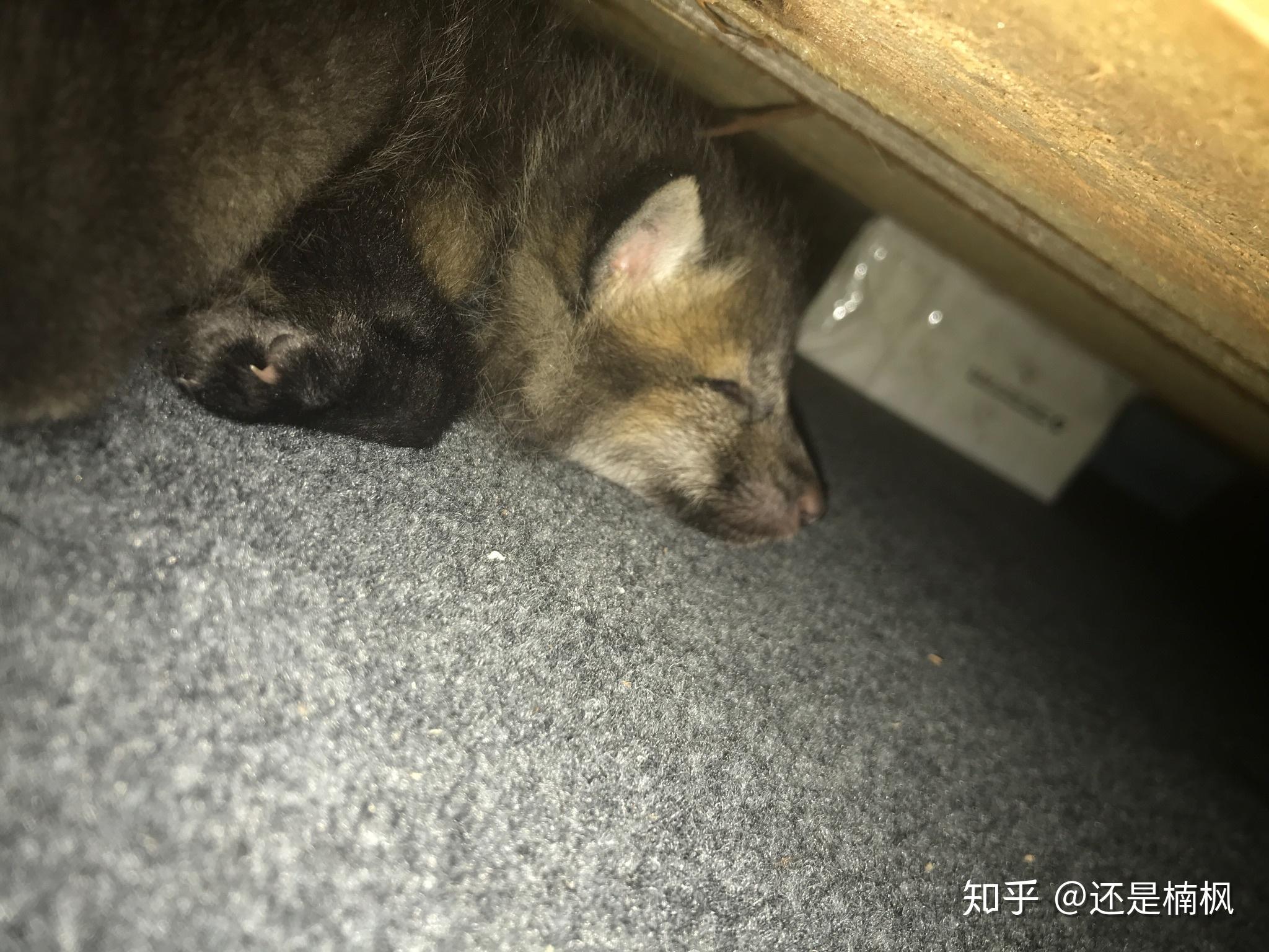 狐狸能卖吗-狐狸能卖钱吗