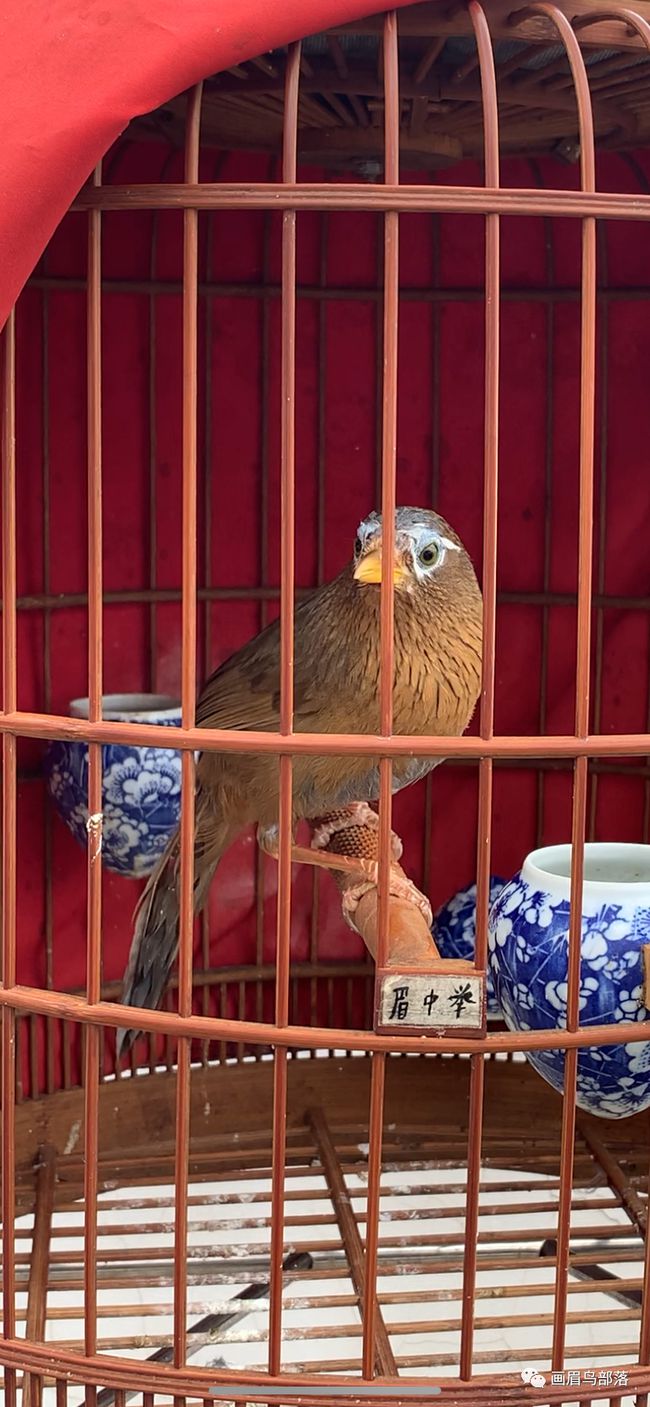 画眉母鸟电报声音-画眉鸟母鸟发电报声音