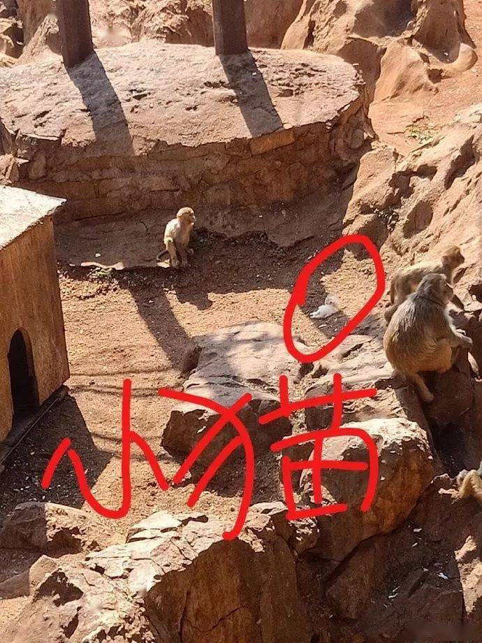 电报猴原音频-电报猴子无消音