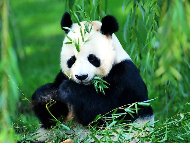 狐狸是哪国的国宝-狐狸是哪个国的国宝