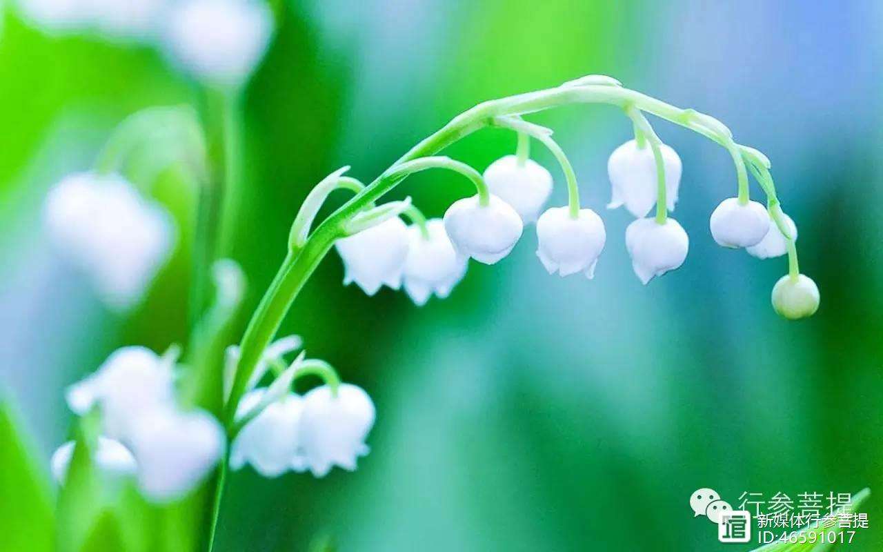 急转花app下载-急转头打个花就走花的意思