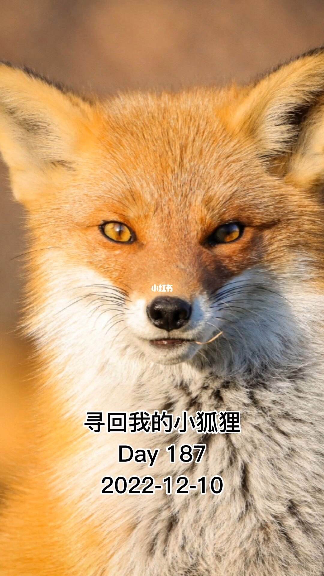 狐狸去了-狐狸去了臭腺会影响健康吗?