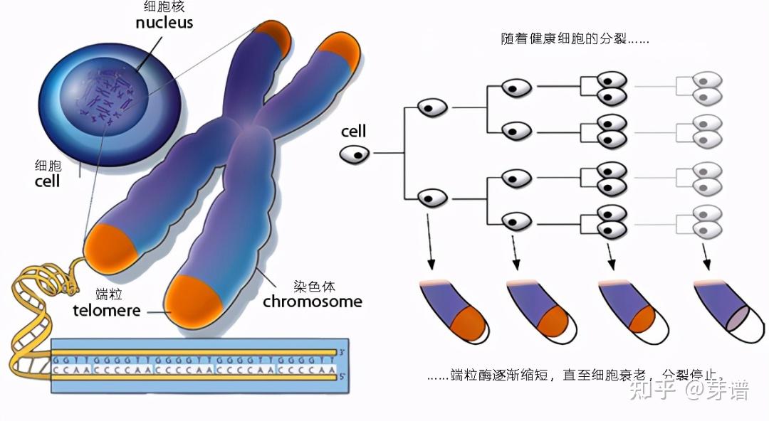 Telomere-telomere replication